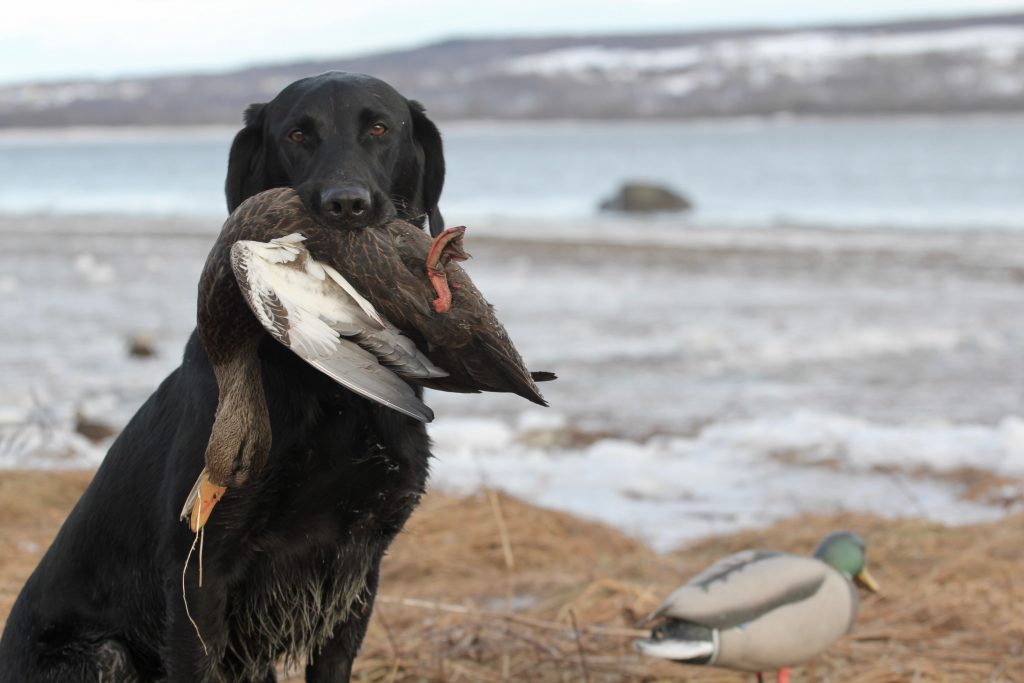 Gundog - working dog