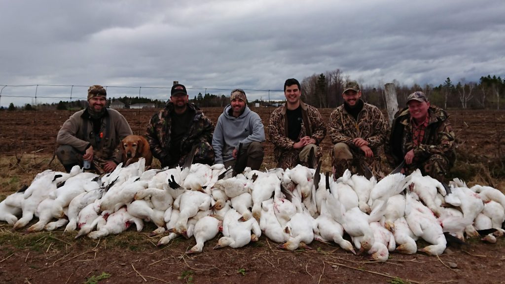 Quebec waterfowl hunting outfitter. Snow geese guided hunt. 