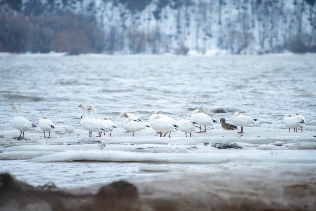 Spring Snow Geese. Quebec waterfowl hunting outfitter.