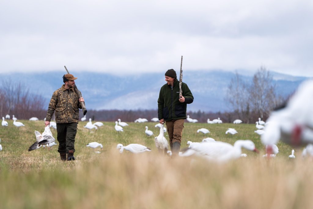 Goose hunts with Hooké 