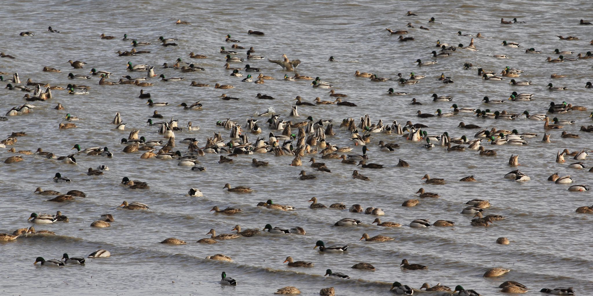 Canard - Pourvoirie La Cache Outfitters